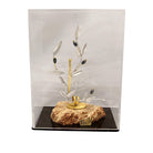 Greek Sterling Silver Olive leaf Wreath on limestone and plexiglass case (A-47-7)